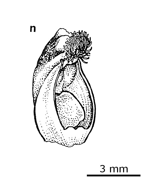 Thelymitra ×chasmogama (hero image)