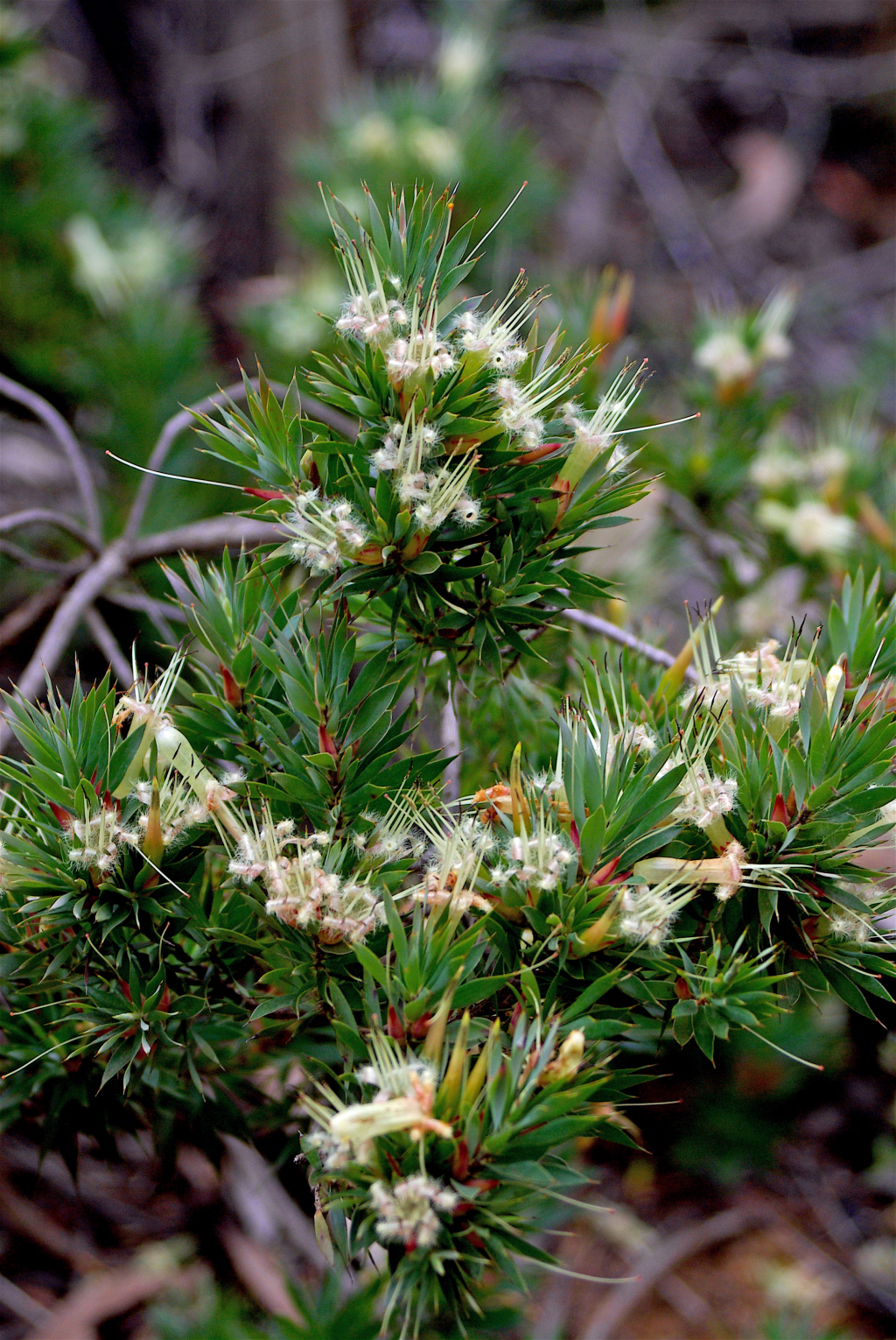 Styphelia adscendens (hero image)