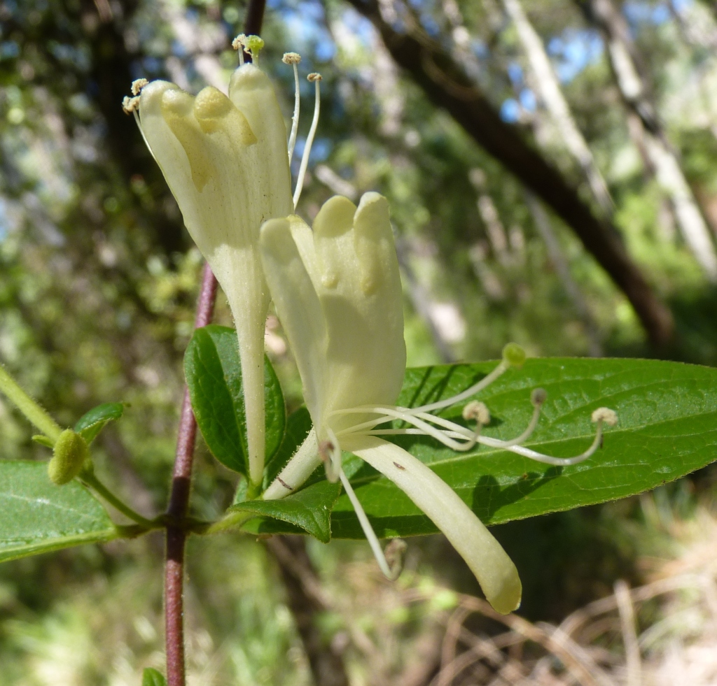 Lonicera (hero image)