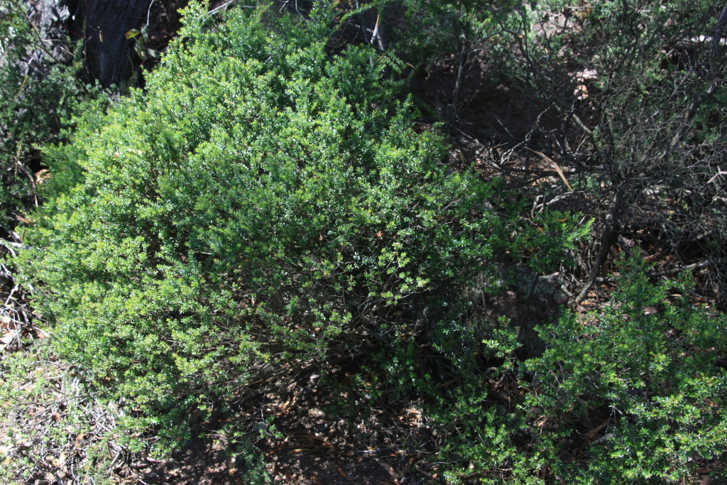 Leionema lamprophyllum subsp. lamprophyllum (hero image)