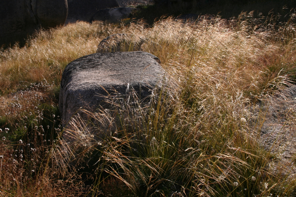 Austrostipa nivicola (hero image)