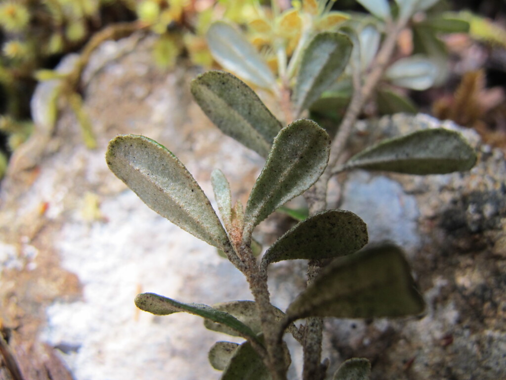 Phebalium squamulosum subsp. ozothamnoides (hero image)