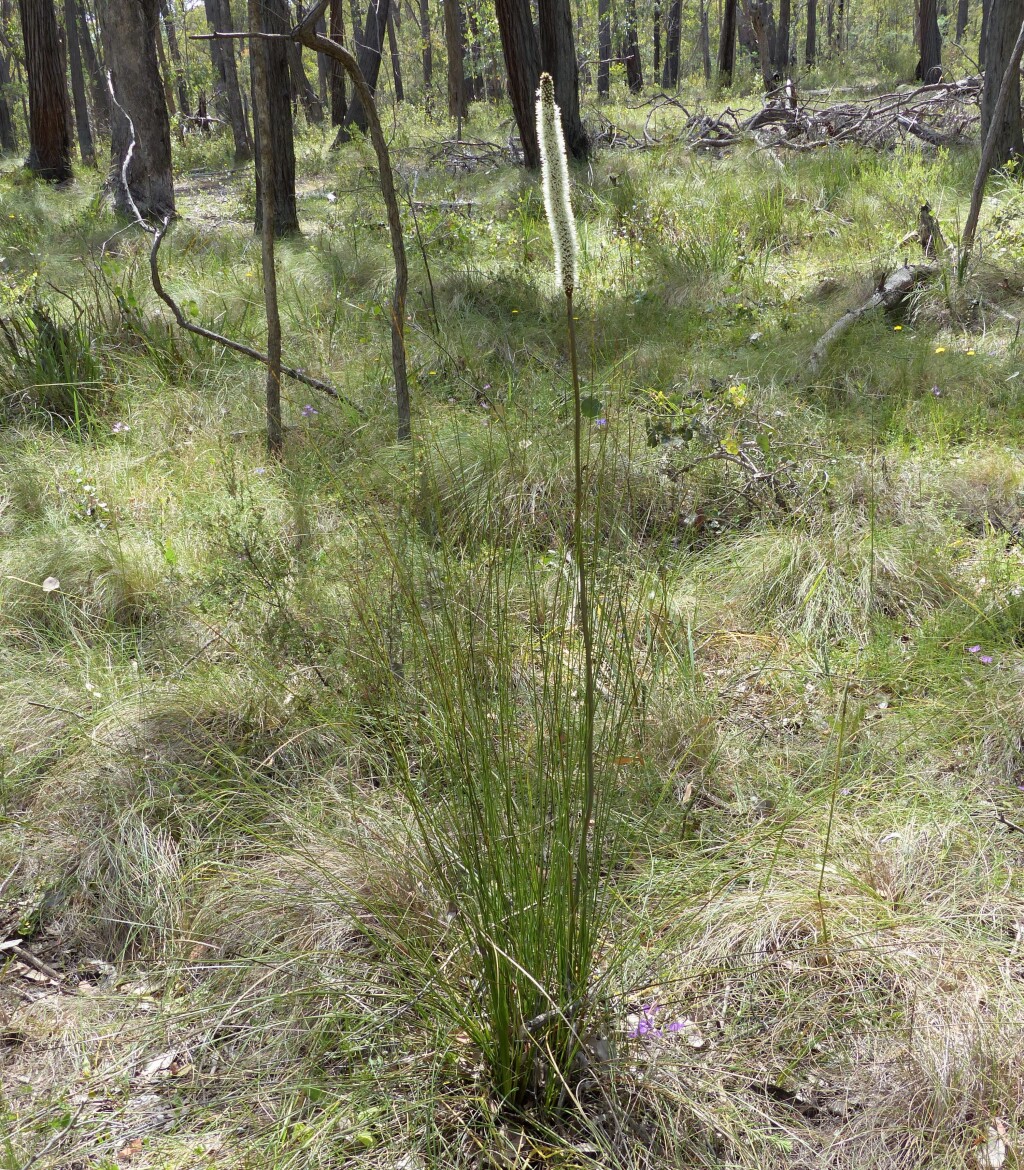 Xanthorrhoea (hero image)