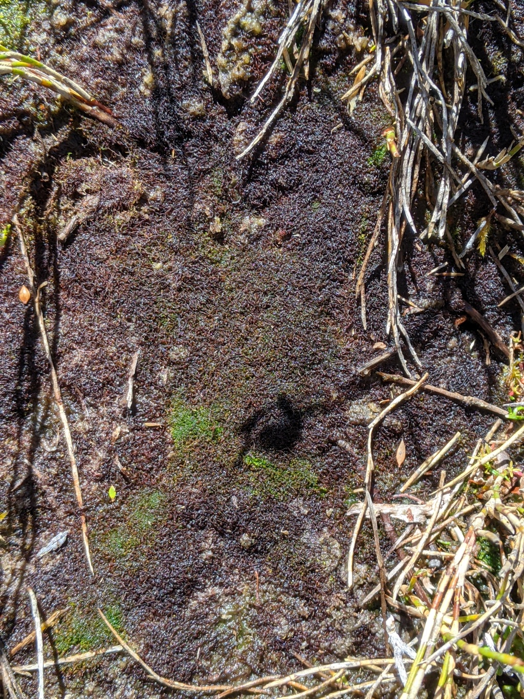 Gymnomitriaceae (hero image)