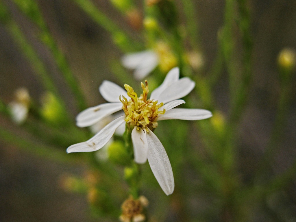 Olearia passerinoides subsp. passerinoides (hero image)