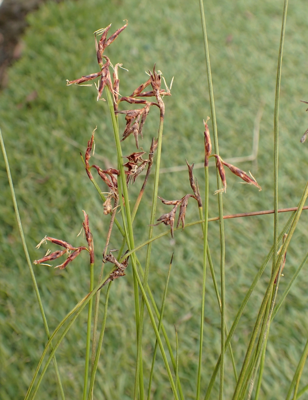 Lepidosperma tortuosum (hero image)