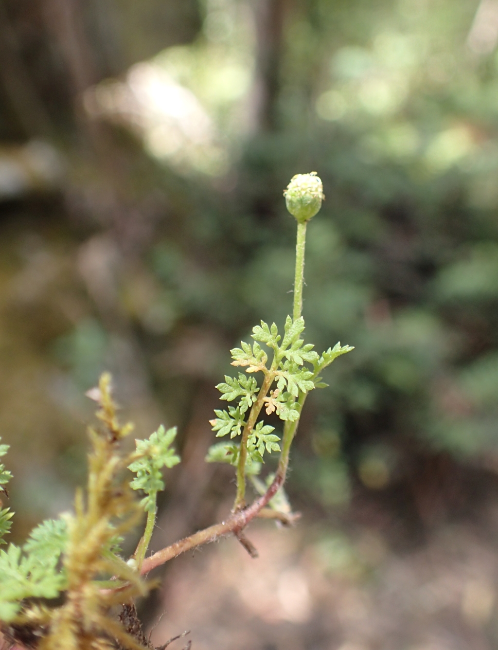 Leptinella (hero image)