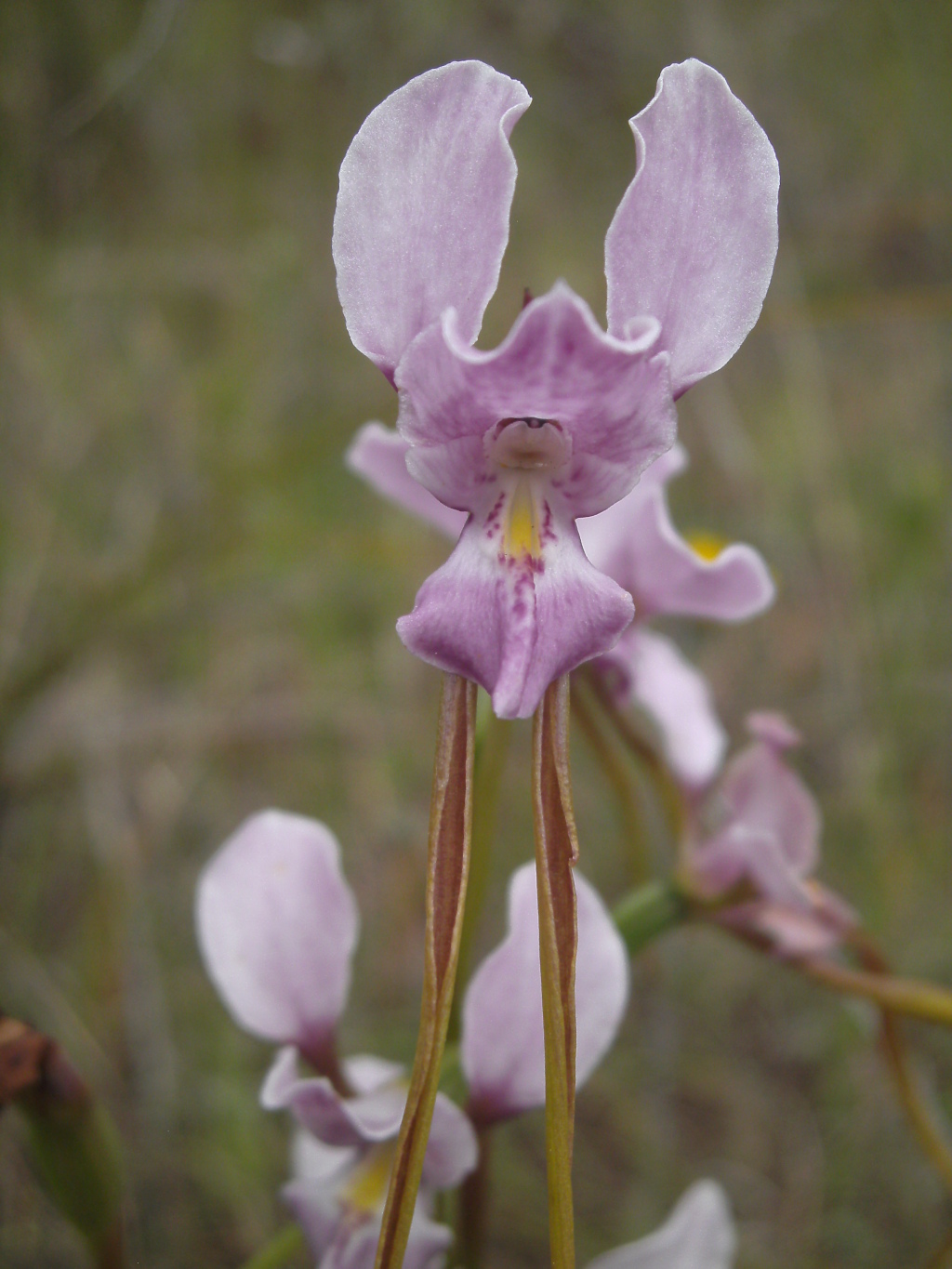 Diuris punctata (hero image)