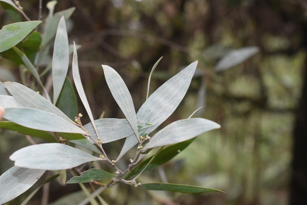 Acacia frigescens (hero image)