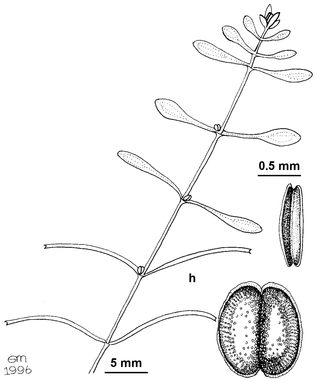 Callitriche brutia subsp. brutia (hero image)