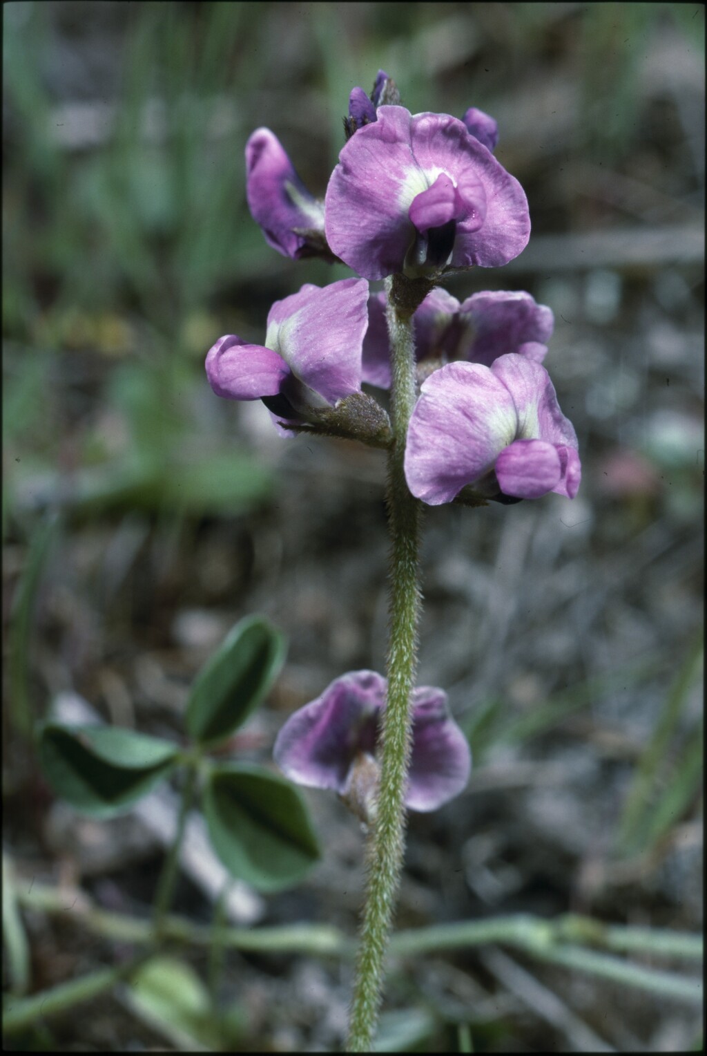 Glycine latrobeana (hero image)