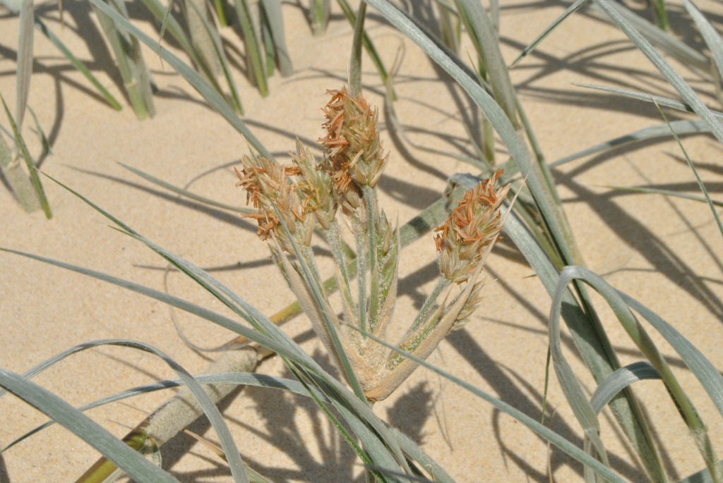 Spinifex sericeus (hero image)