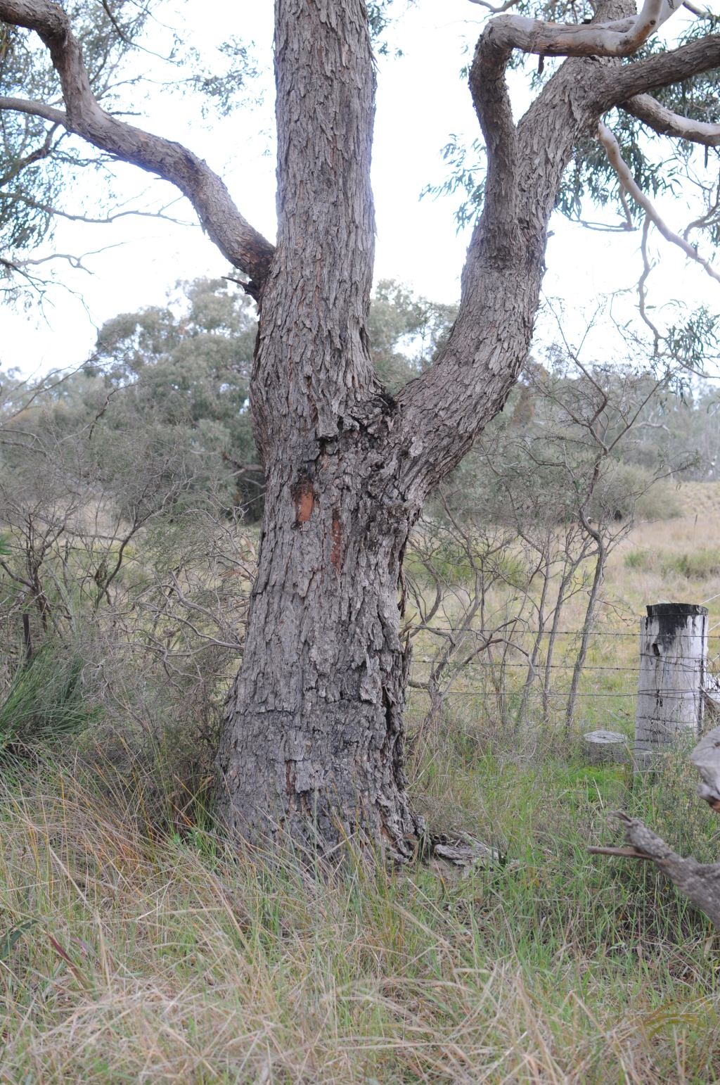 Eucalyptus sabulosa (hero image)