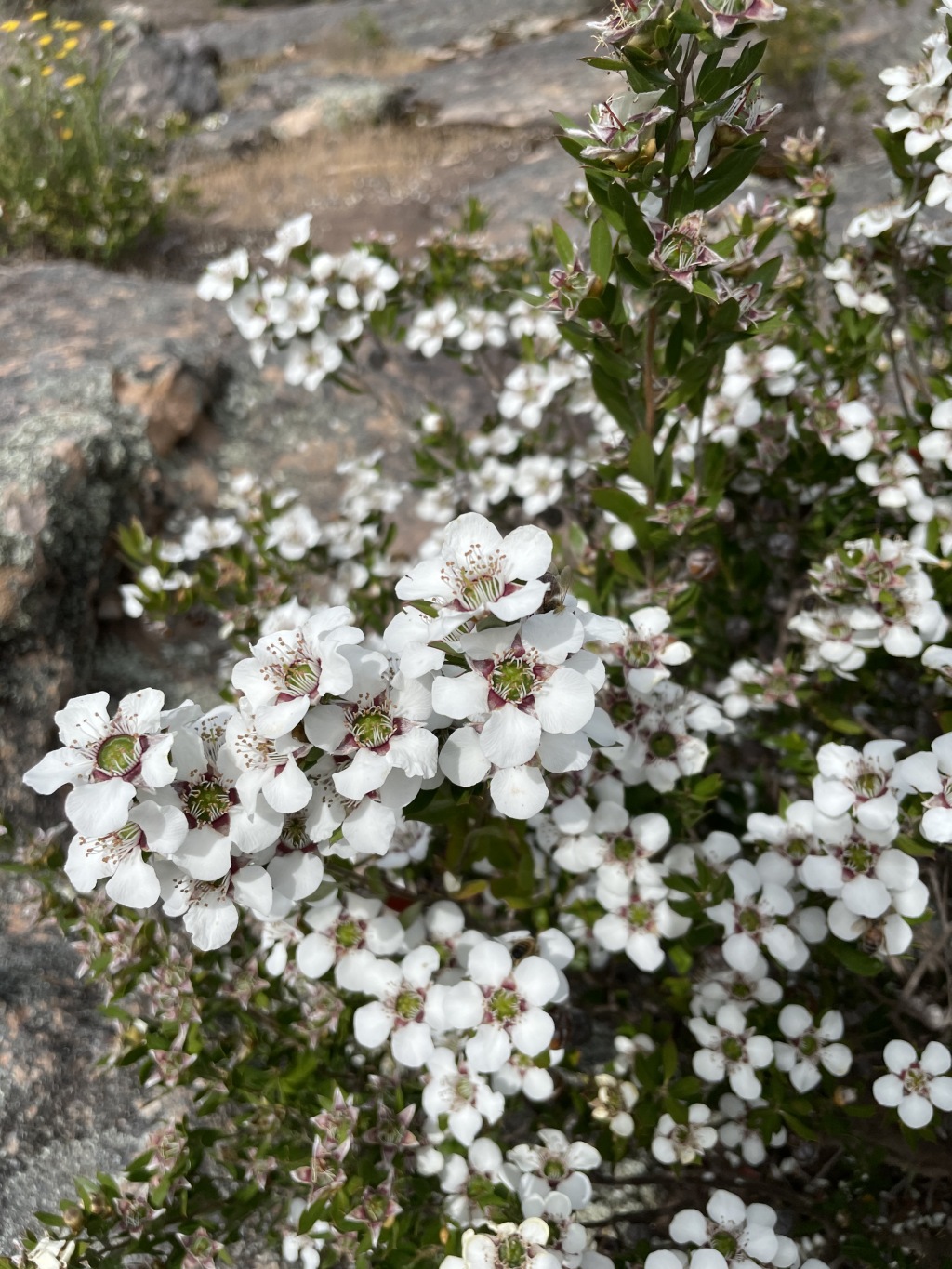 Leptospermum turbinatum (hero image)