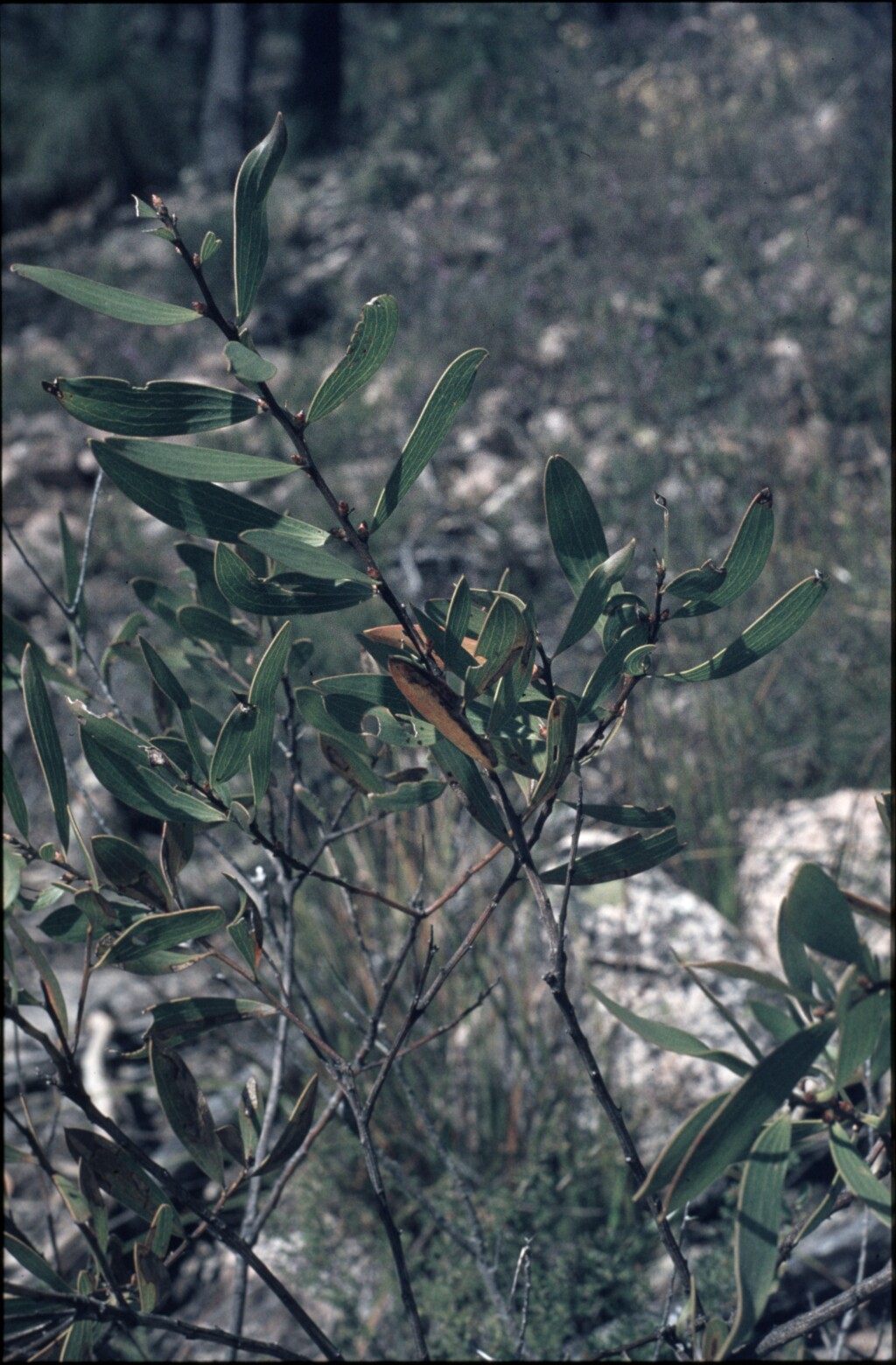 Hakea dactyloides (hero image)