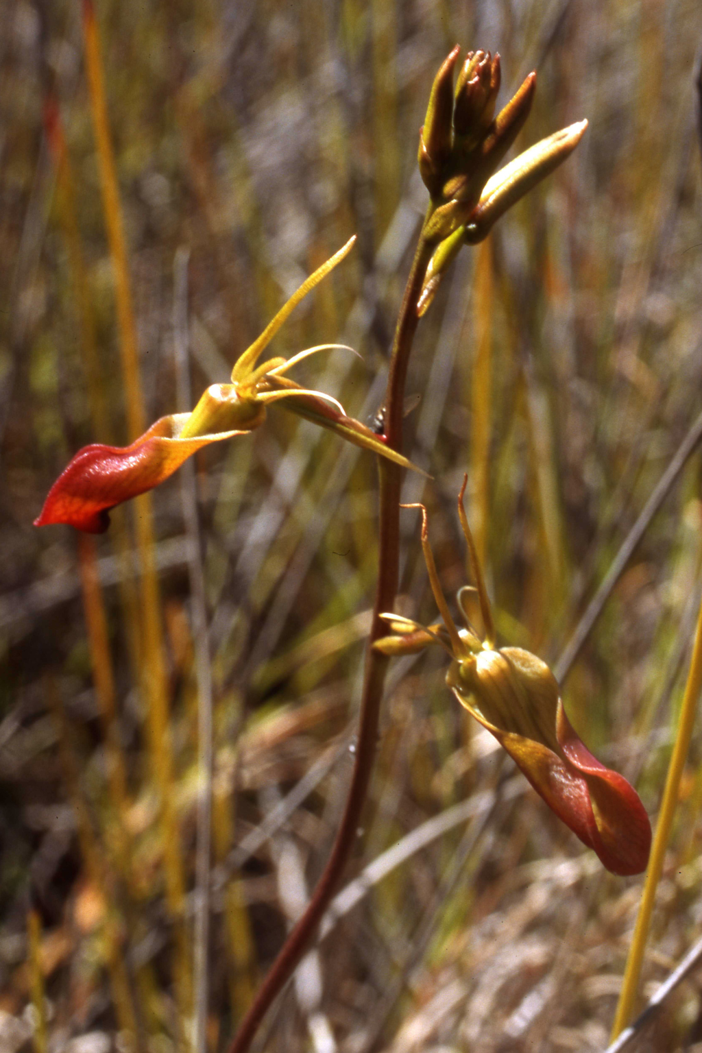 Cryptostylis subulata (hero image)