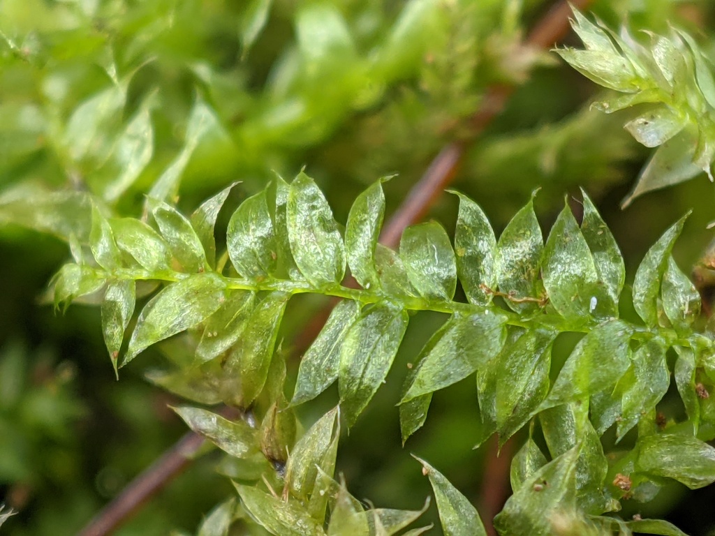 Brachytheciaceae (hero image)