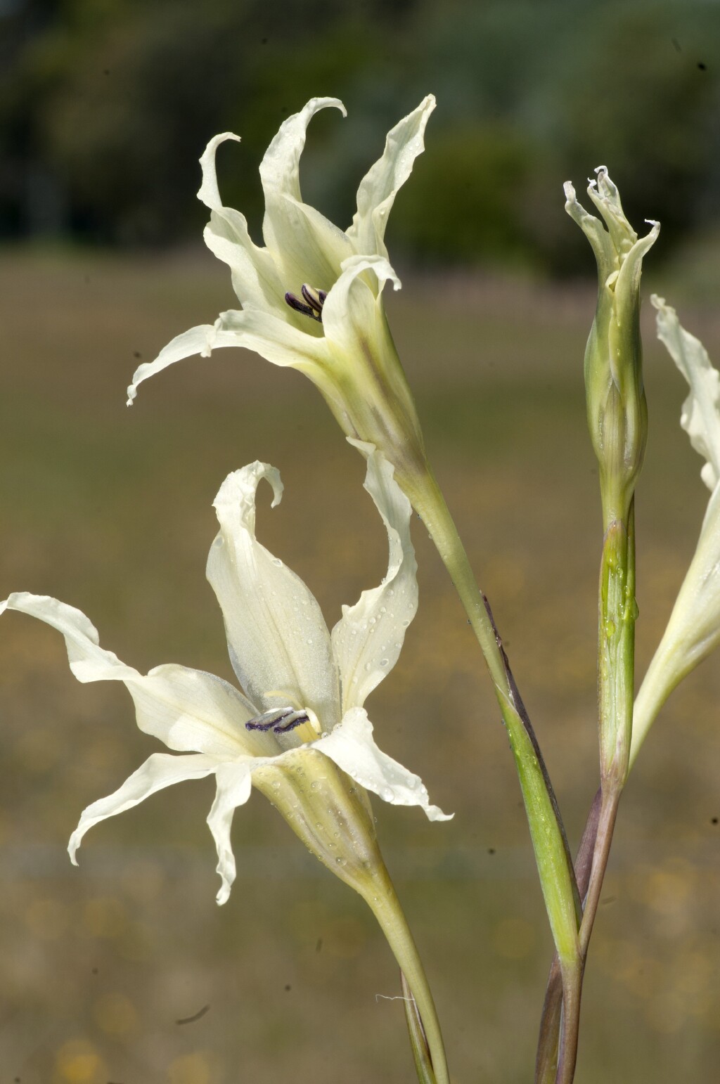Gladiolus (hero image)