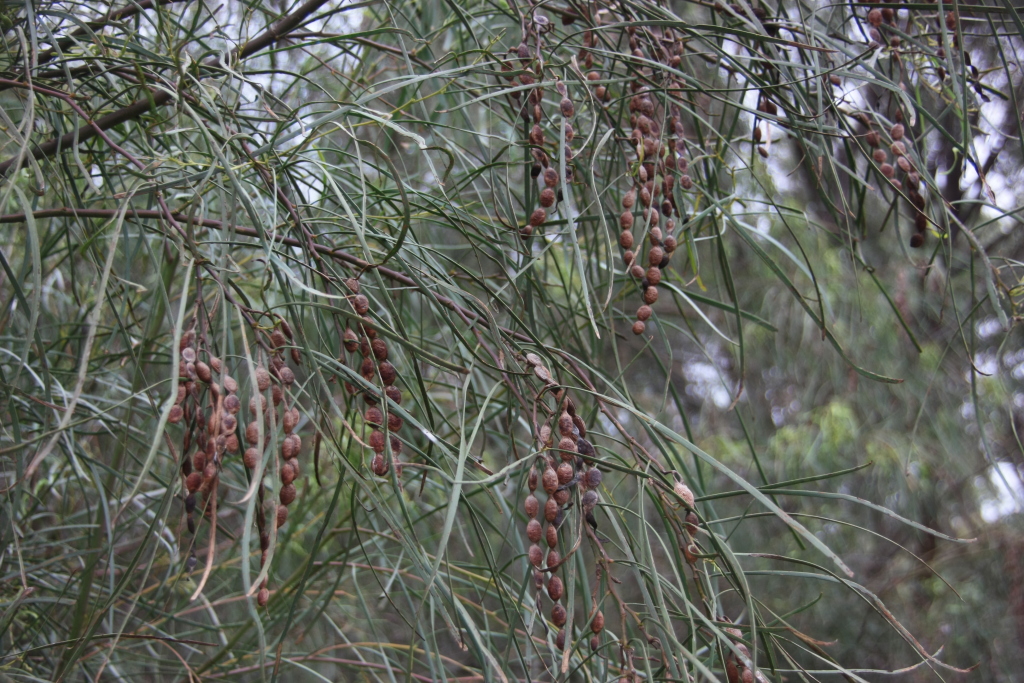 Acacia stenophylla (hero image)