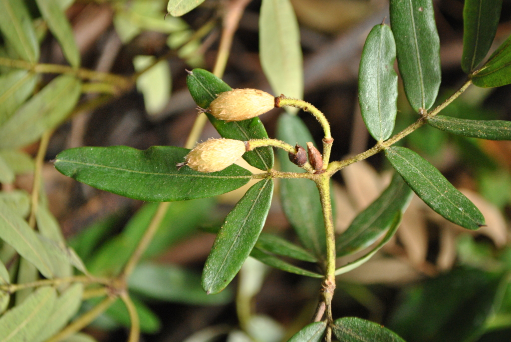 Eucryphia moorei (hero image)