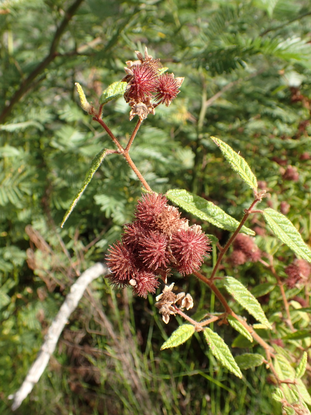 Commersonia rugosa (hero image)