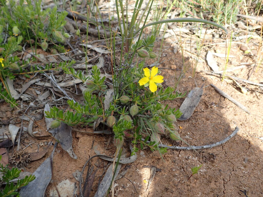 Hibbertia humifusa (hero image)