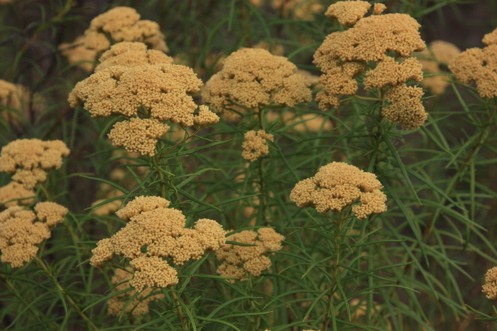 Cassinia venusta (hero image)