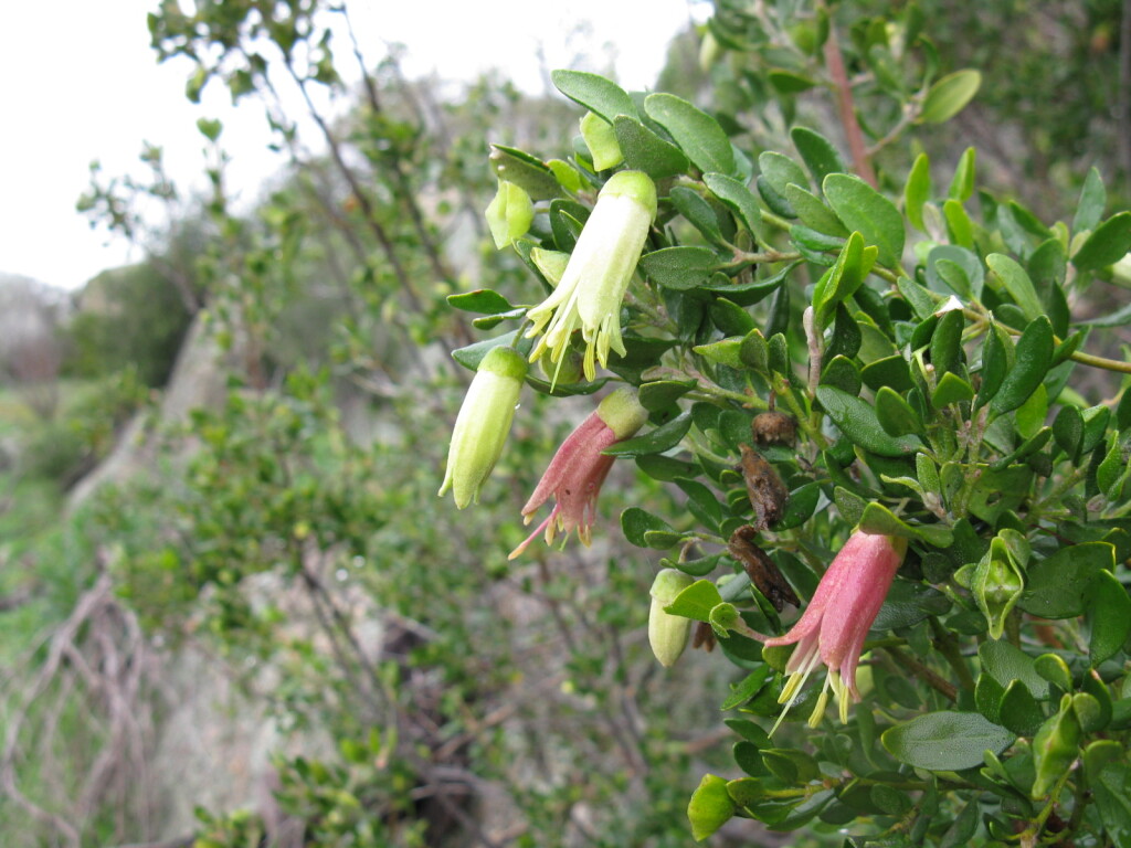 Correa glabra (hero image)