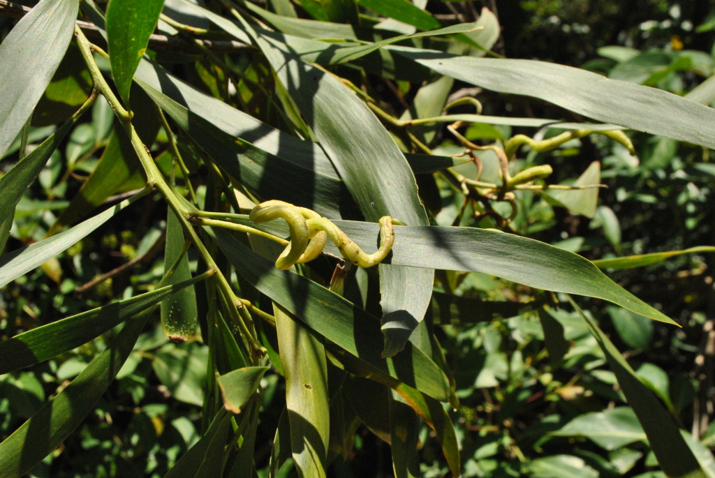 Acacia maidenii (hero image)