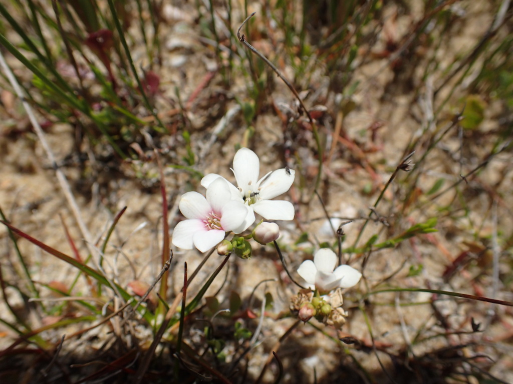 Primulaceae (hero image)