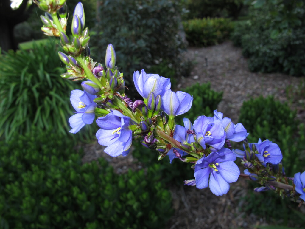 Aristea capitata (hero image)