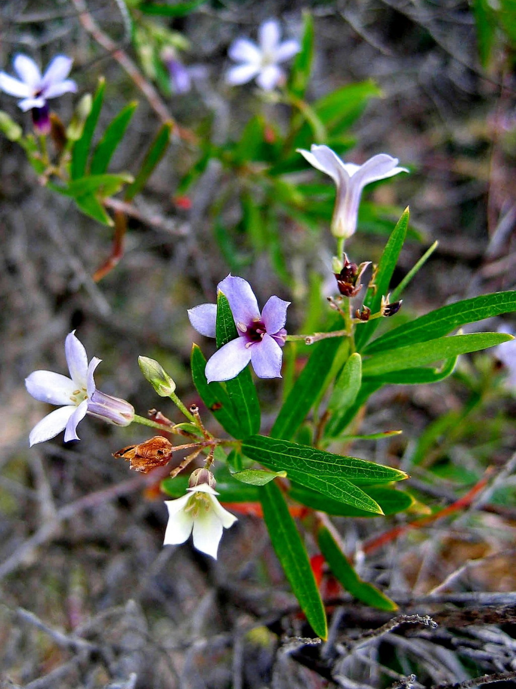 Billardiera cymosa (hero image)