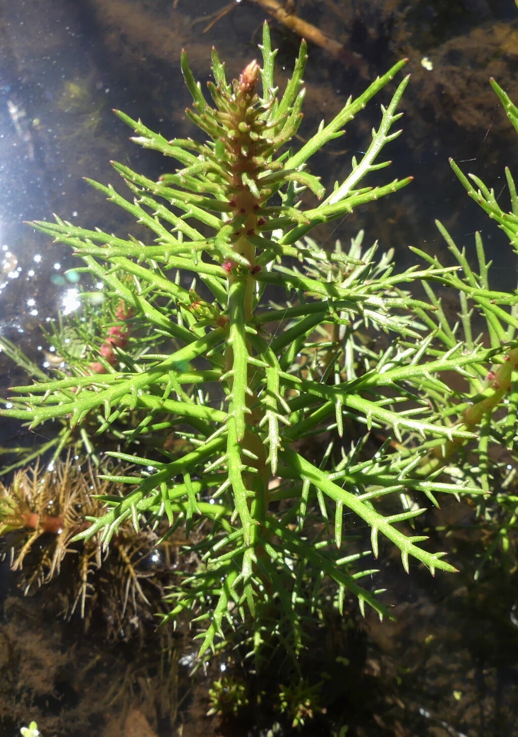 Myriophyllum papillosum (hero image)