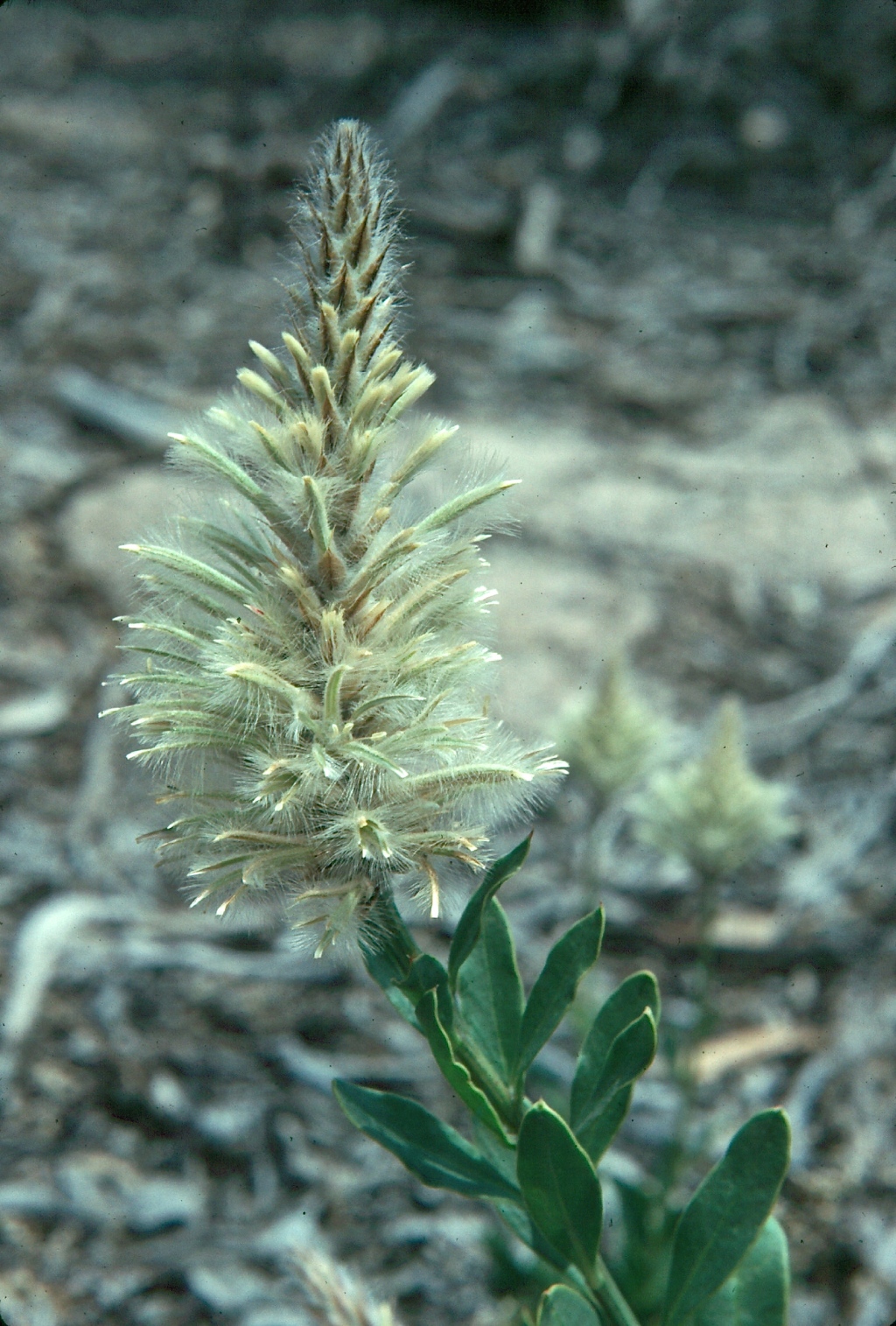 Ptilotus nobilis (hero image)