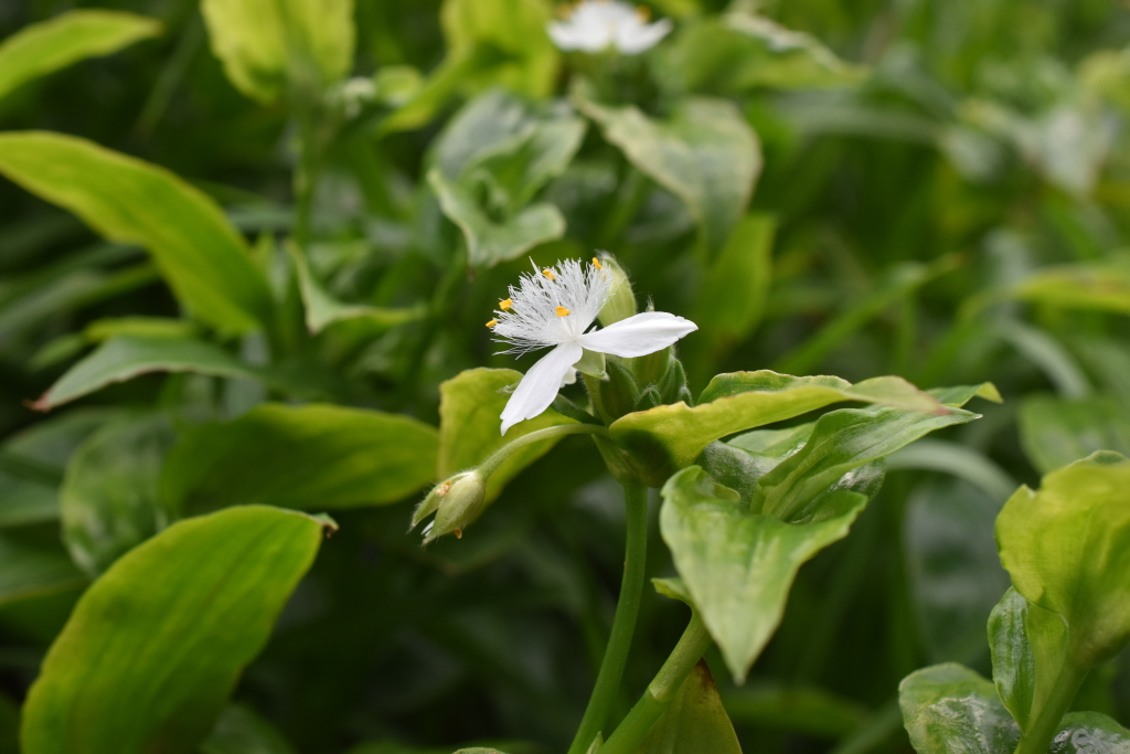Tradescantia (hero image)