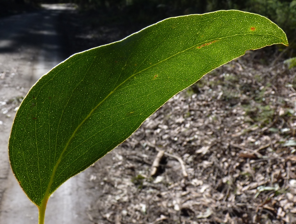 Eucalyptus obliqua (hero image)