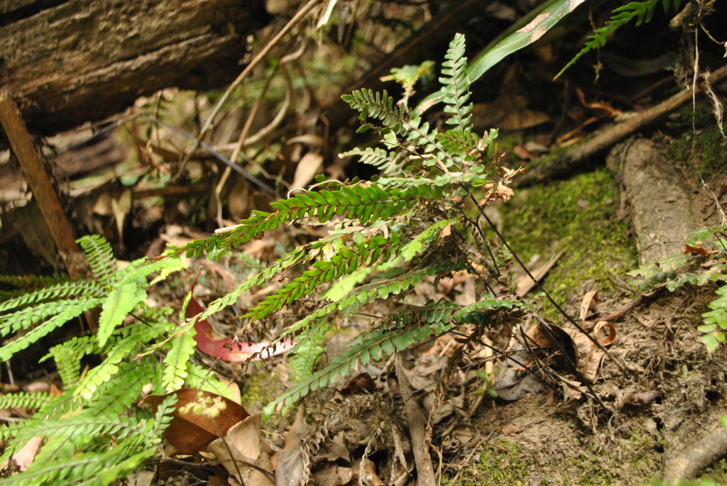 Adiantum hispidulum (hero image)