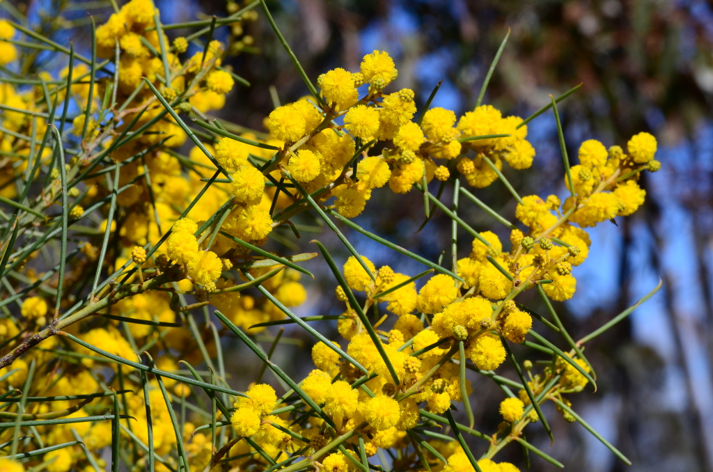 Acacia euthycarpa (hero image)