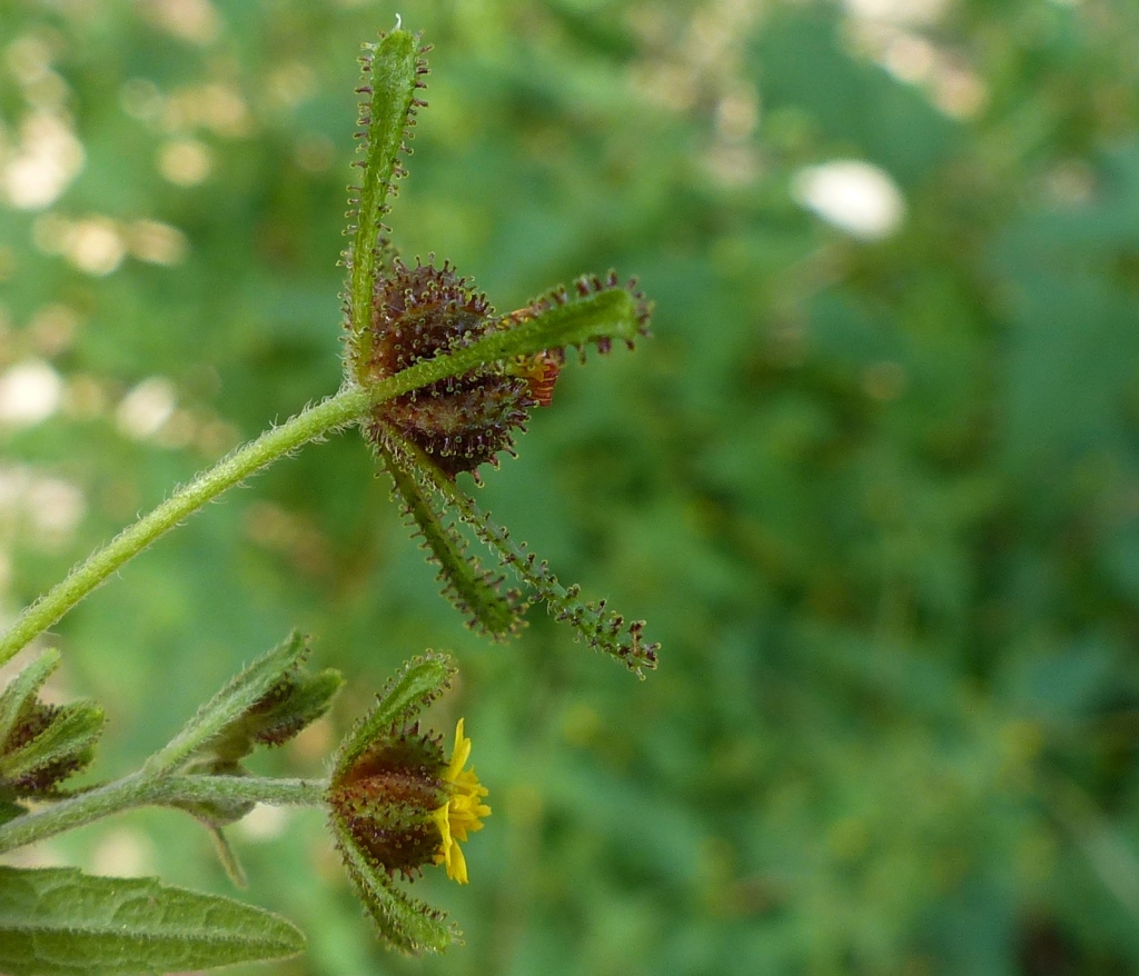 Sigesbeckia orientalis (hero image)