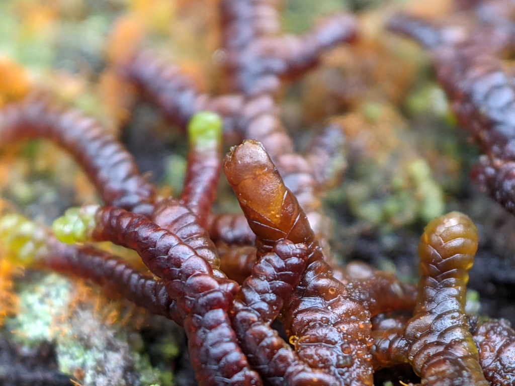 Frullania falciloba (hero image)