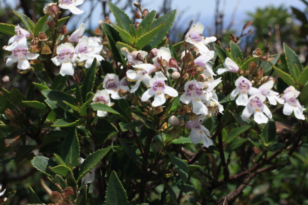 Prostanthera lasianthos (hero image)