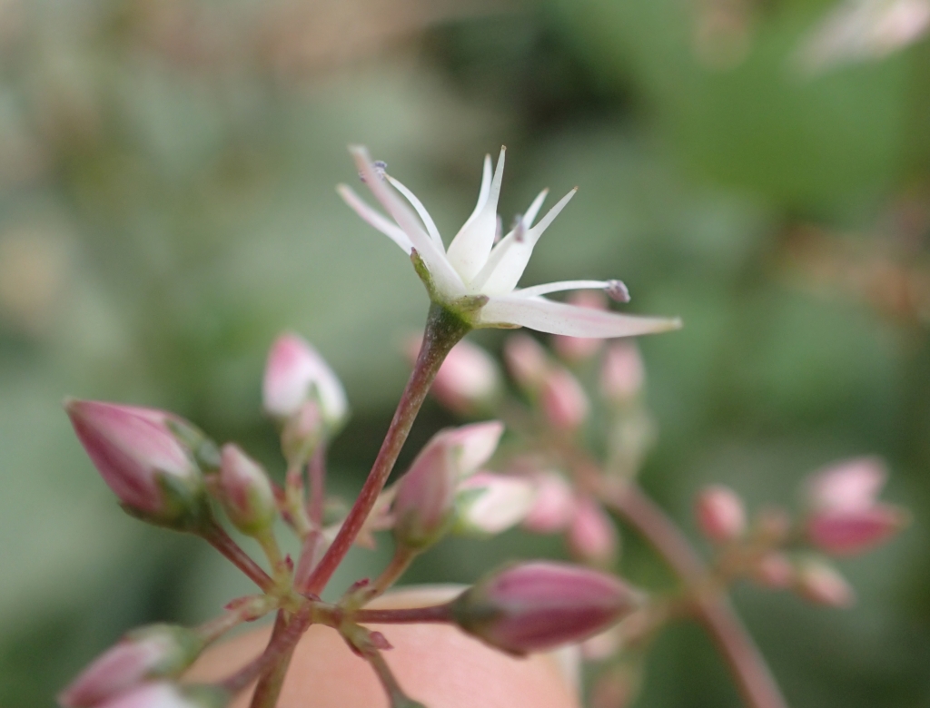 Crassula multicava subsp. multicava (hero image)