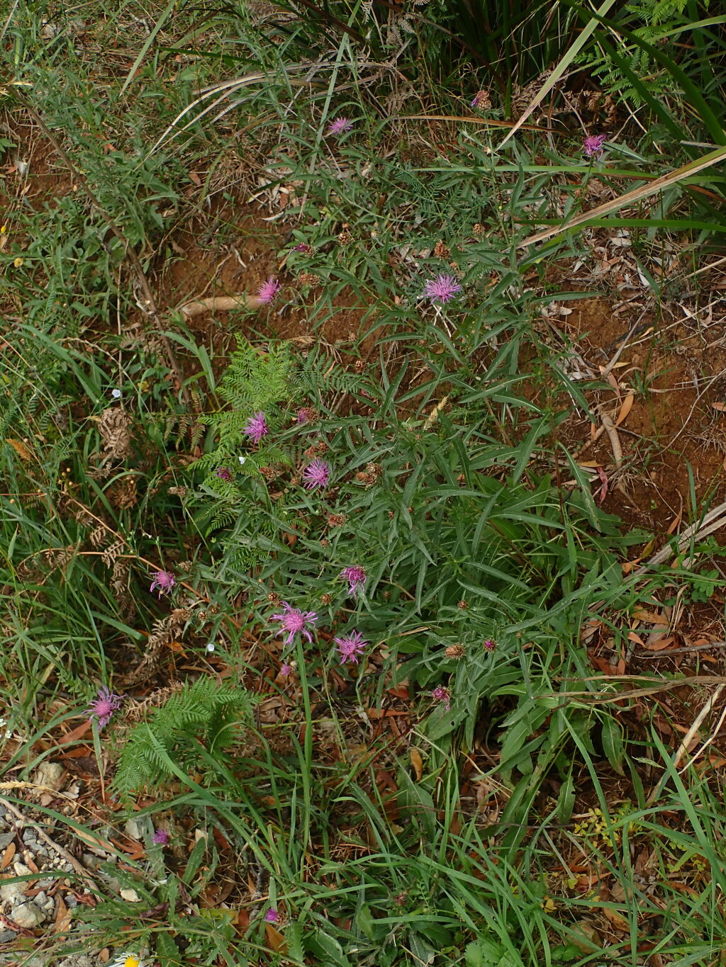 Centaurea jacea (hero image)