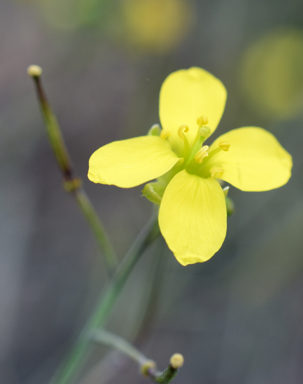 Diplotaxis tenuifolia (hero image)