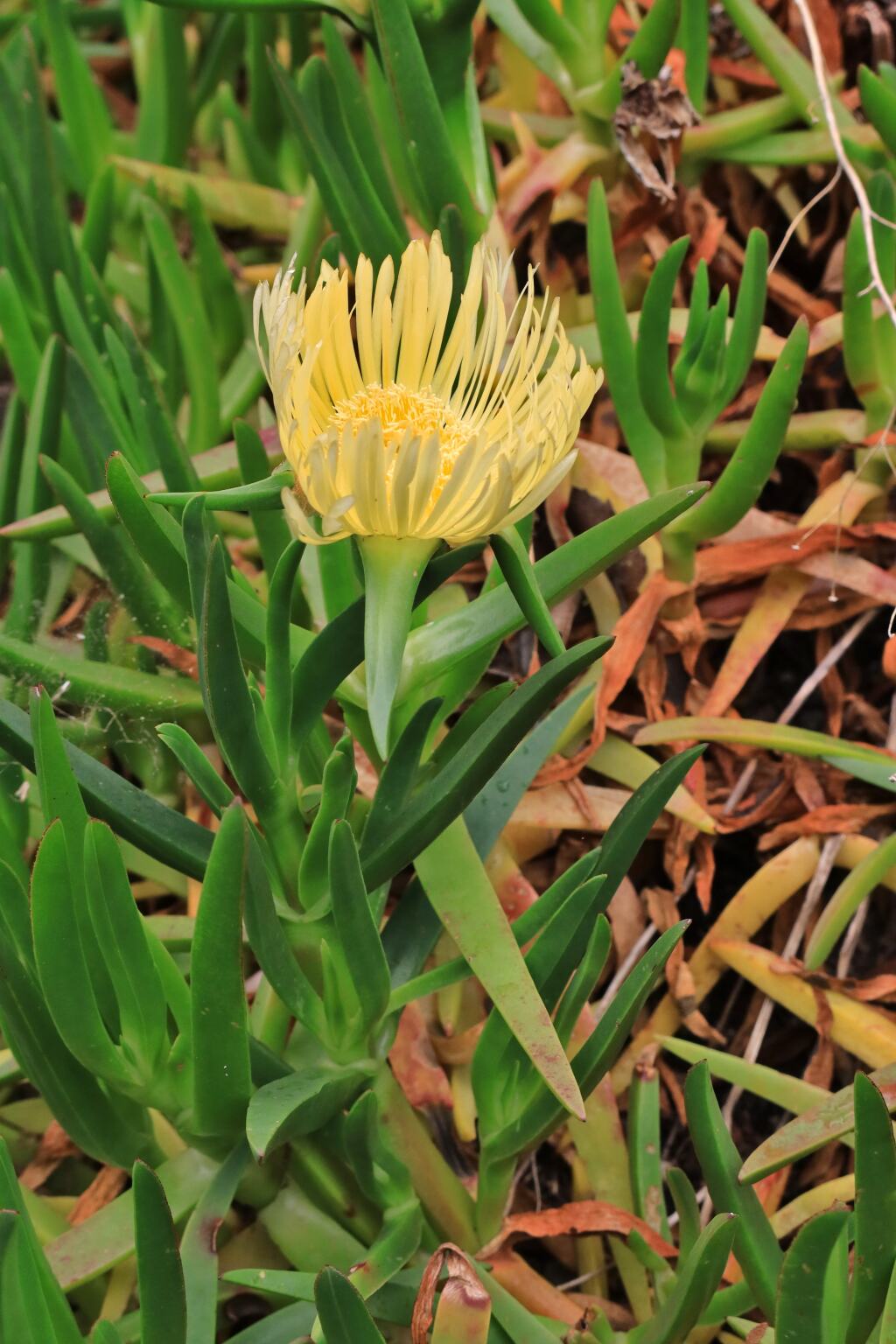 Carpobrotus edulis (hero image)