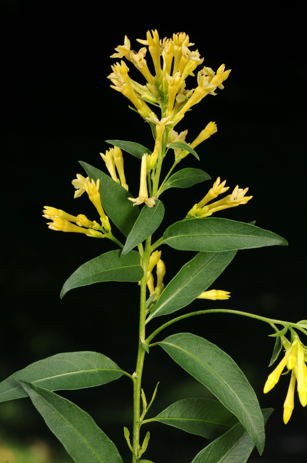 Cestrum (hero image)