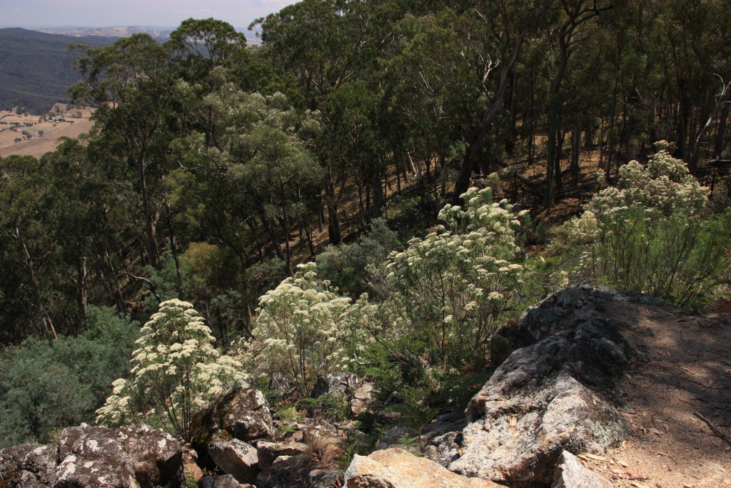 Cassinia longifolia (hero image)