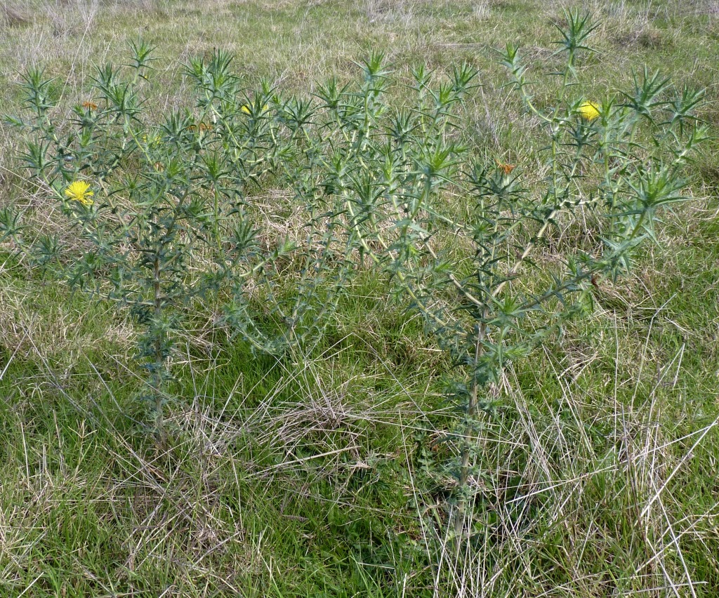 Carthamus lanatus (hero image)