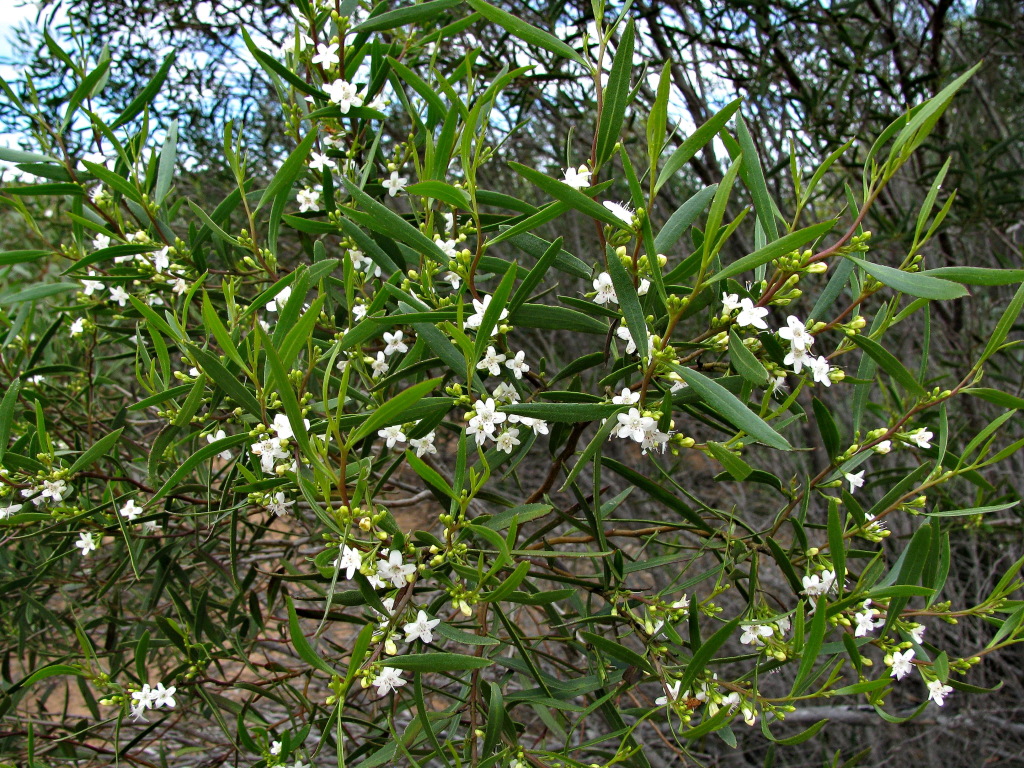 Myoporum platycarpum (hero image)