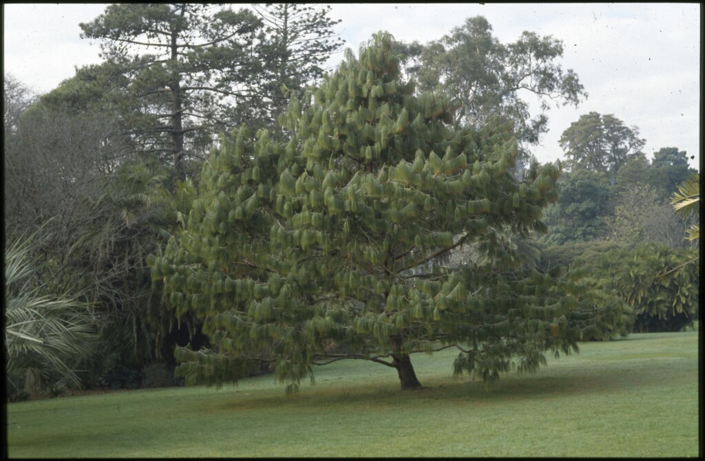 Pinus patula (hero image)